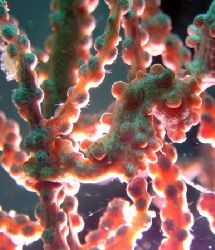 this photo of a pygmy seahorse was taken in about 30 ft o... by Carlos Munda 